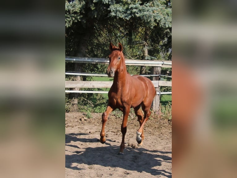 Hanoverian Stallion Foal (03/2024) Chestnut-Red in Kremmen