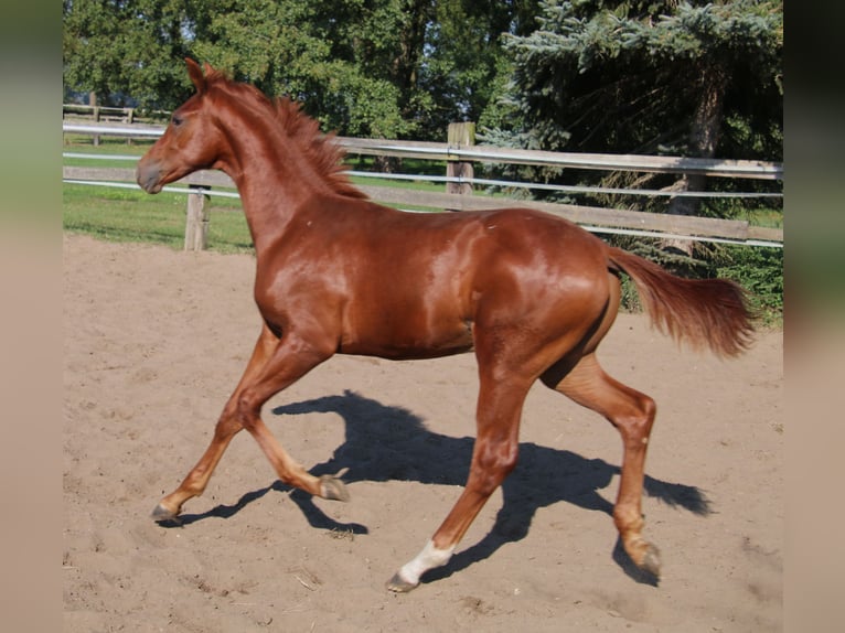 Hanoverian Stallion Foal (03/2024) Chestnut-Red in Kremmen