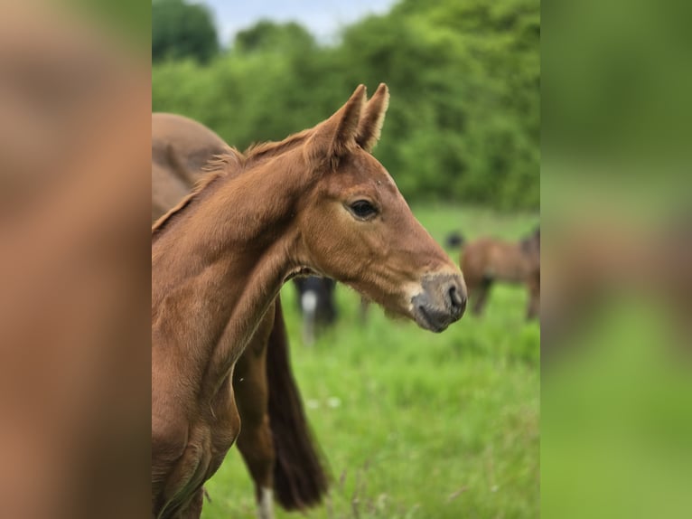 Hanoverian Stallion  Chestnut-Red in Lauenburg
