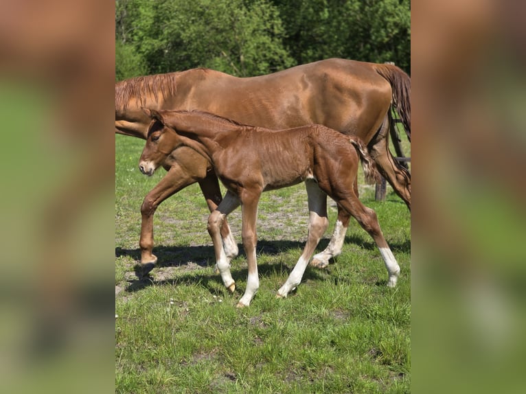 Hanoverian Stallion  Chestnut-Red in Lauenburg