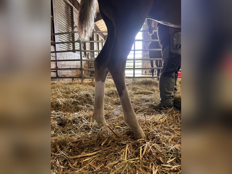 Hanoverian Stallion Foal (05/2026) Chestnut-Red in Driedorf