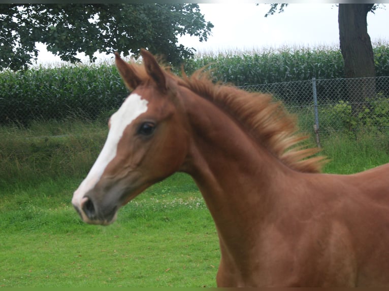 Hanoverian Stallion Foal (04/2024) Chestnut-Red in Obernkirchen