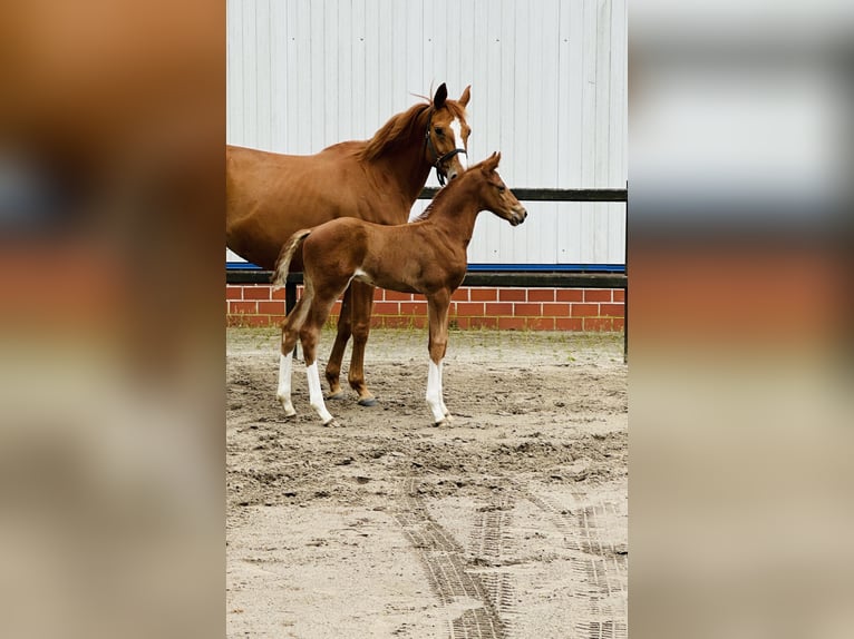 Hanoverian Stallion  Chestnut-Red in Barnstorf