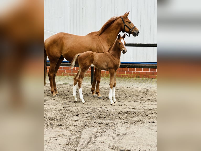 Hanoverian Stallion  Chestnut-Red in Barnstorf