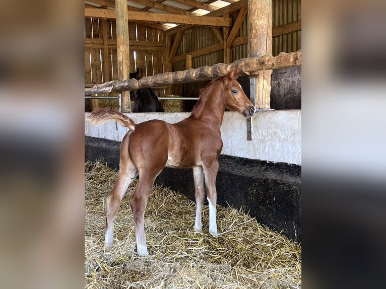 Hanoverian Stallion  Chestnut-Red in Melle