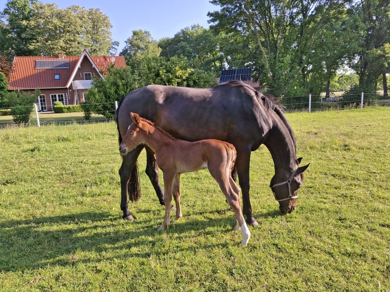 Hanoverian Stallion  Chestnut-Red in Raddestorf