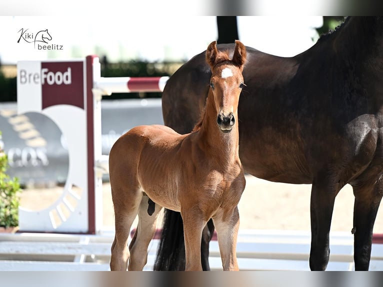 Hanoverian Stallion  Chestnut-Red in Raddestorf