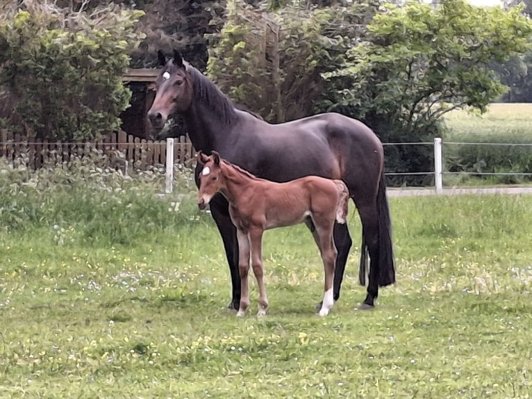 Hanoverian Stallion  Chestnut-Red in Raddestorf