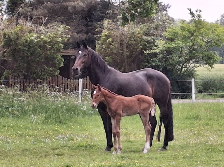 Hanoverian Stallion Foal (05/2025) Chestnut-Red in Raddestorf