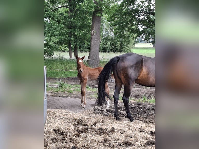 Hanoverian Stallion  Chestnut-Red in Raddestorf
