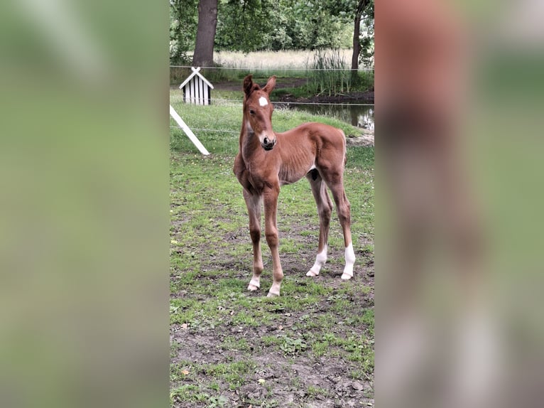 Hanoverian Stallion Foal (05/2025) Chestnut-Red in Raddestorf