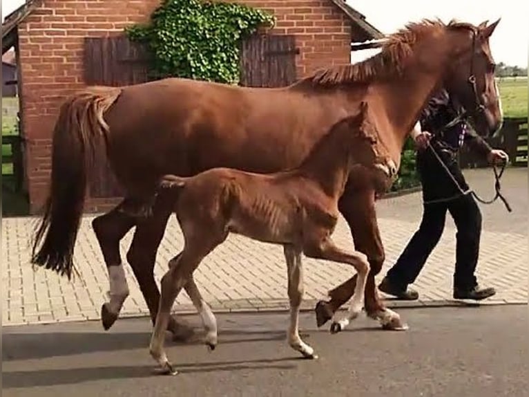 Hanoverian Stallion Foal (03/2024) Chestnut-Red in Rahden