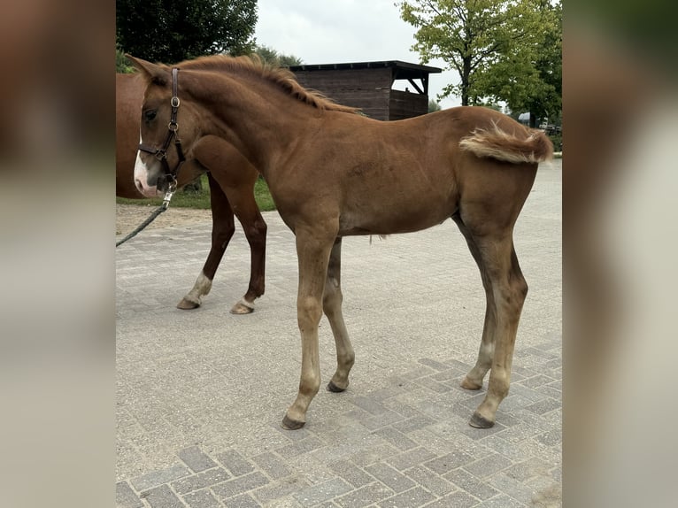 Hanoverian Stallion Foal (05/2024) Chestnut-Red in Ratingen