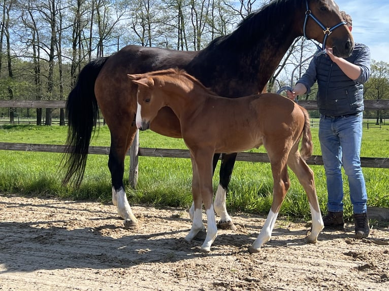 Hanoverian Stallion Foal (04/2024) Chestnut-Red in Regesbostel