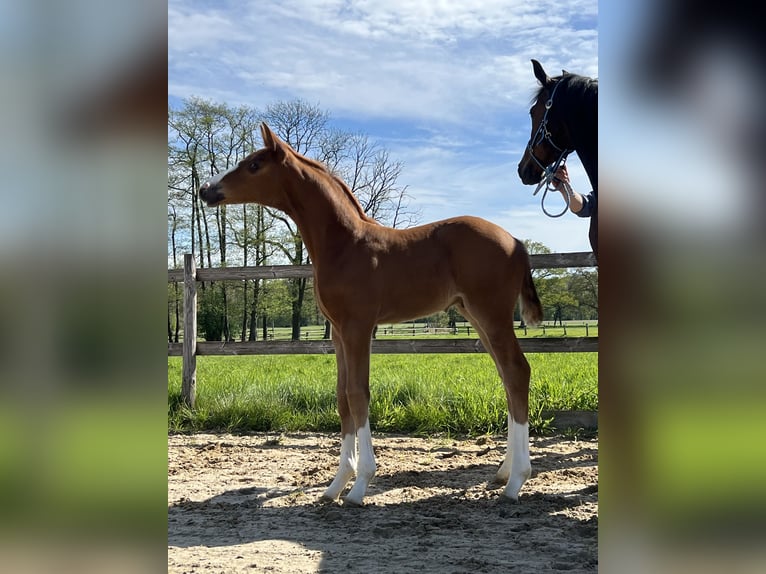 Hanoverian Stallion Foal (04/2024) Chestnut-Red in Regesbostel