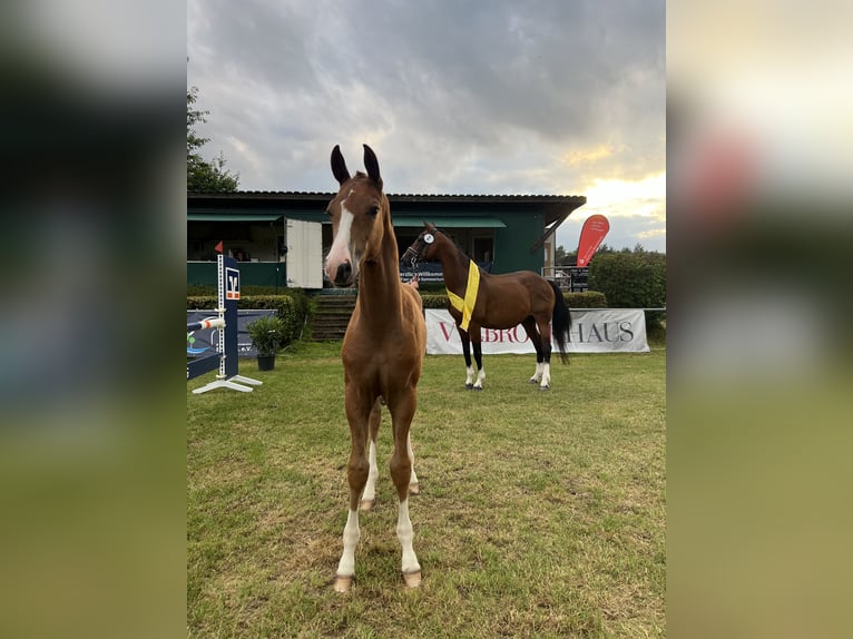 Hanoverian Stallion Foal (04/2024) Chestnut-Red in Regesbostel