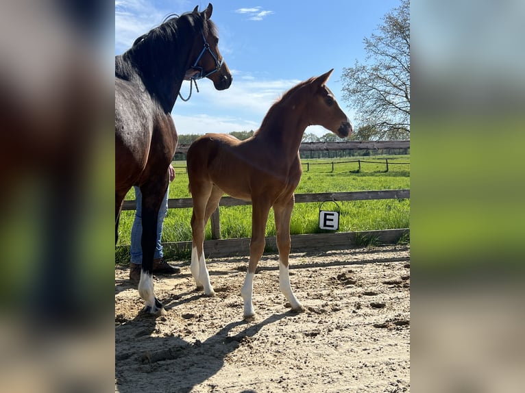 Hanoverian Stallion Foal (04/2024) Chestnut-Red in Regesbostel