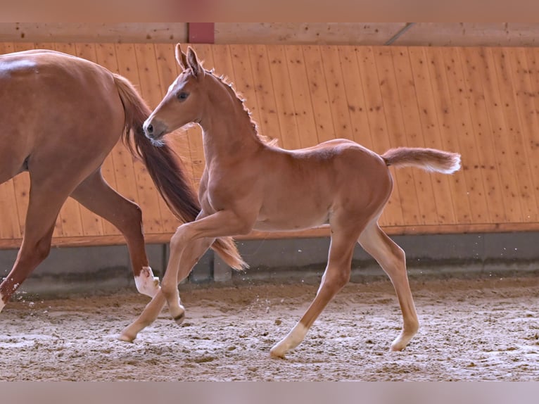 Hanoverian Stallion Foal (04/2024) Chestnut-Red in Seeheim-Jugenheim