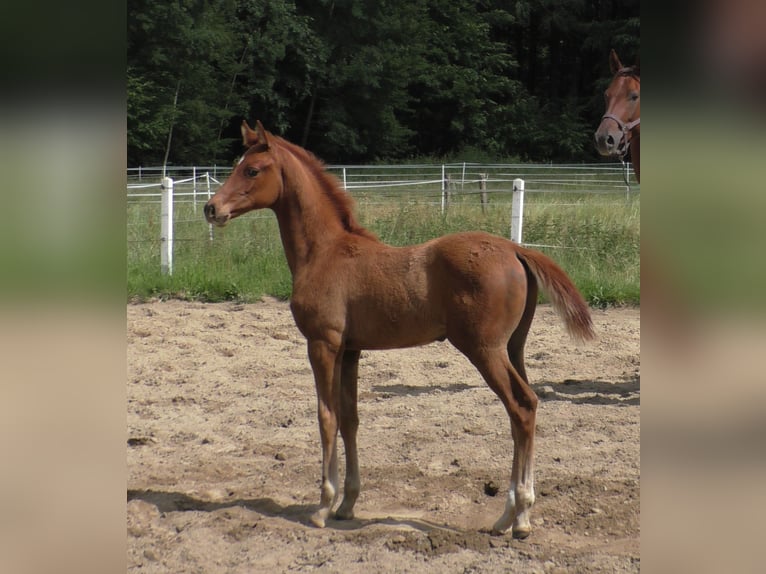 Hanoverian Stallion Foal (03/2024) Chestnut-Red in Stare Czarnowo