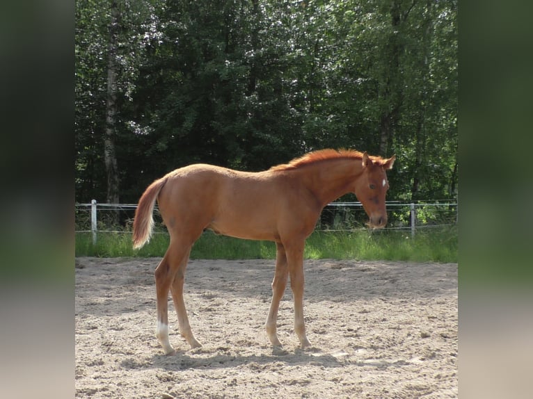 Hanoverian Stallion Foal (03/2024) Chestnut-Red in Stare Czarnowo