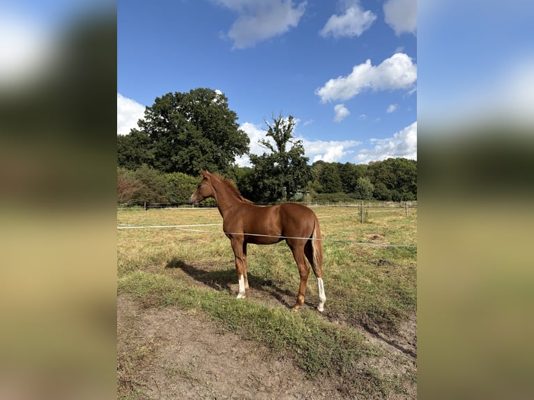Hanoverian Stallion Foal (05/2025) Chestnut-Red in Visselh&#xF6;vede