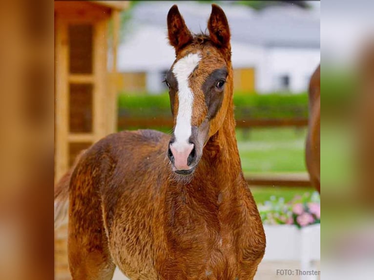 Hanoverian Stallion  Chestnut-Red in Verden (Aller)