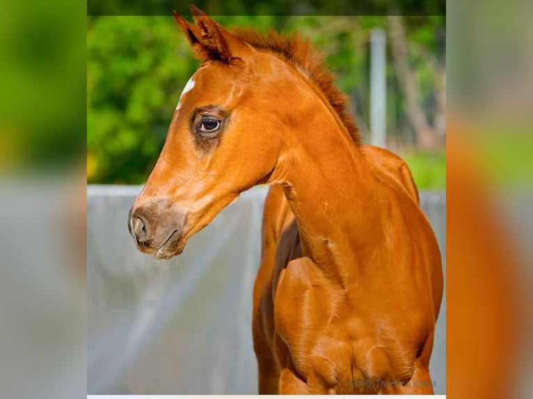 Hanoverian Stallion  Chestnut-Red in Verden (Aller)