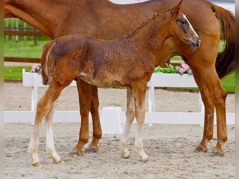 Hanoverian Stallion  Chestnut-Red in Verden (Aller)