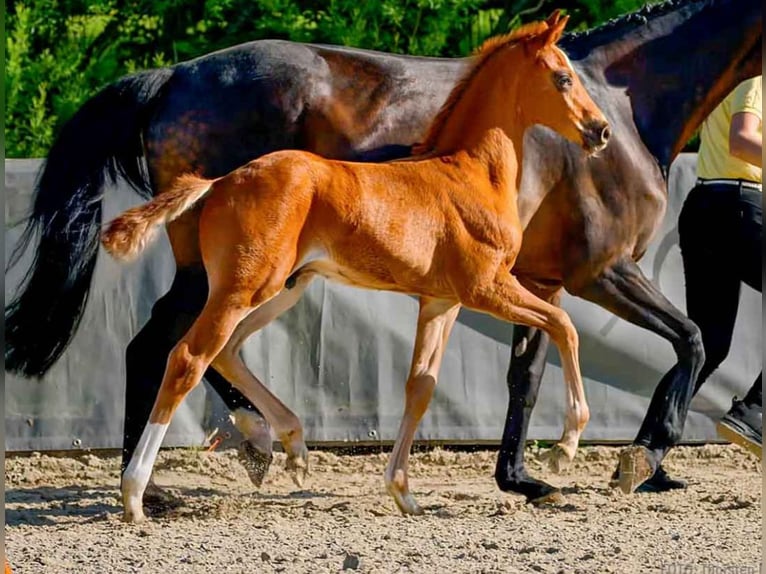 Hanoverian Stallion  Chestnut-Red in Verden (Aller)