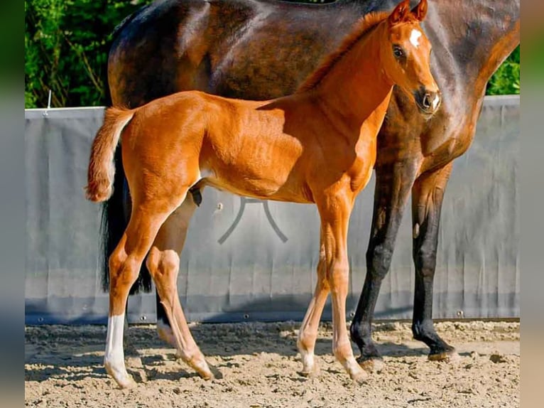 Hanoverian Stallion  Chestnut-Red in Verden (Aller)