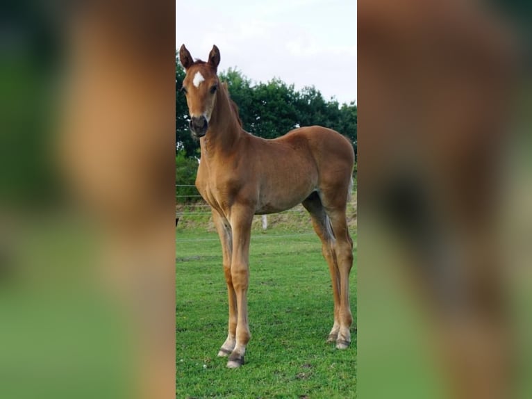 Hanoverian Stallion Foal (06/2025) Chestnut-Red in Westerstede