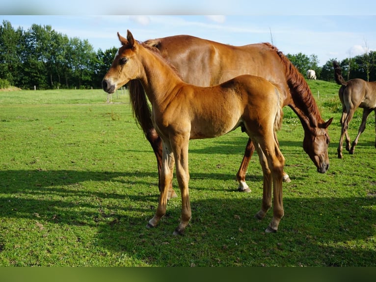 Hanoverian Stallion Foal (06/2025) Chestnut-Red in Westerstede