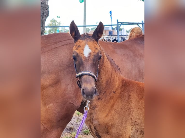 Hanoverian Stallion Foal (06/2025) Chestnut-Red in Westerstede