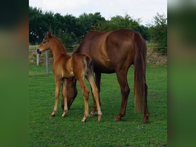 Hanoverian Stallion Foal (06/2025) Chestnut-Red in Westerstede