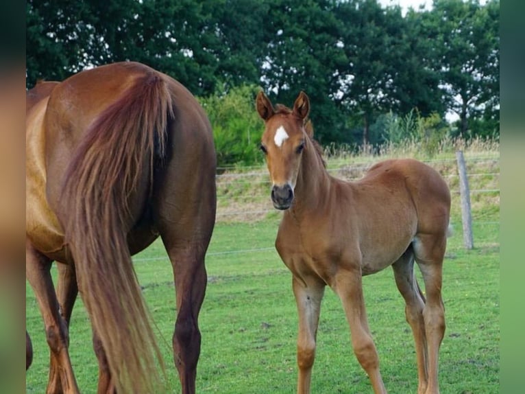 Hanoverian Stallion Foal (06/2025) Chestnut-Red in Westerstede