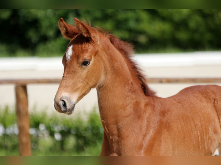 Hanoverian Stallion  Chestnut-Red in Wingst