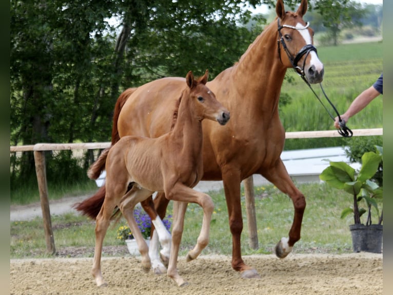 Hanoverian Stallion  Chestnut-Red in Wingst
