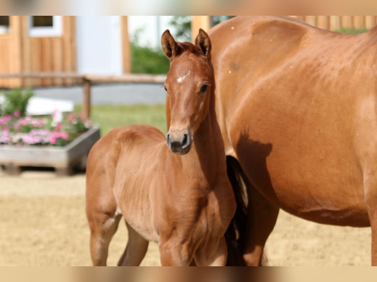 Hanoverian Stallion  Chestnut-Red in Wingst