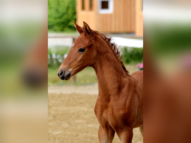 Hanoverian Stallion  Chestnut-Red in Wingst