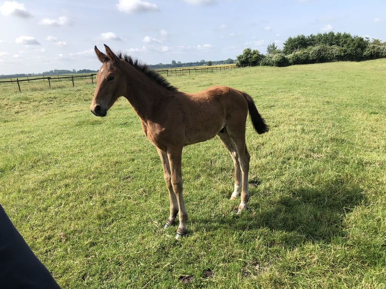 Hanoverian Stallion Foal (04/2025) Chestnut-Red in Wischhafen