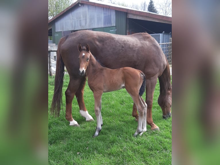 Hanoverian Stallion Foal (04/2025) Chestnut-Red in Wischhafen