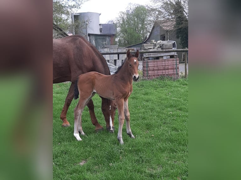 Hanoverian Stallion Foal (04/2025) Chestnut-Red in Wischhafen