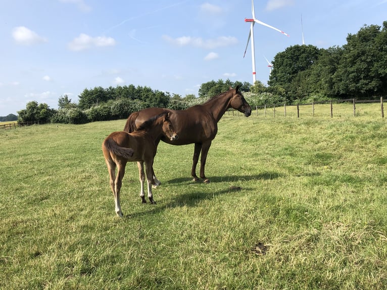 Hanoverian Stallion Foal (04/2025) Chestnut-Red in Wischhafen