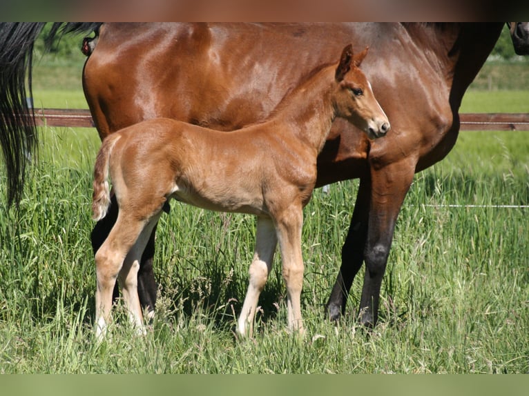 Hanoverian Stallion  Chestnut-Red in Blender