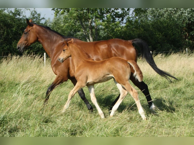 Hanoverian Stallion  Chestnut-Red in Blender