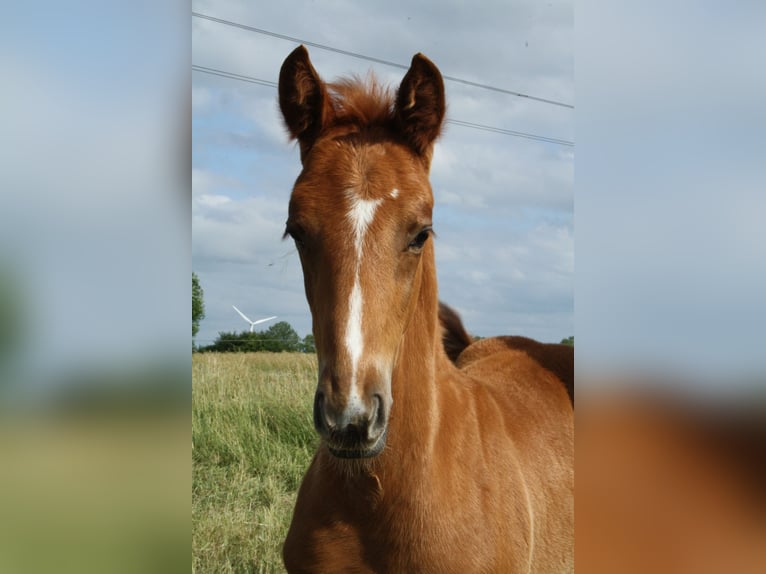 Hanoverian Stallion  Chestnut-Red in Blender