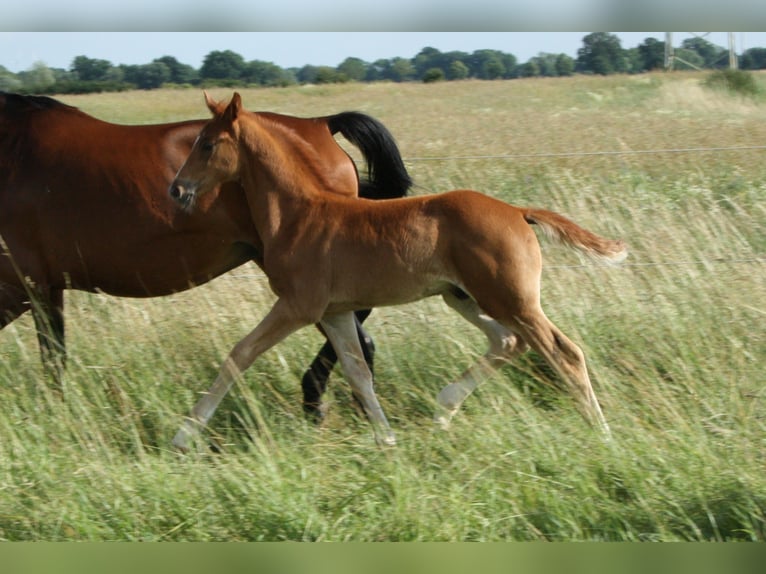 Hanoverian Stallion  Chestnut-Red in Blender