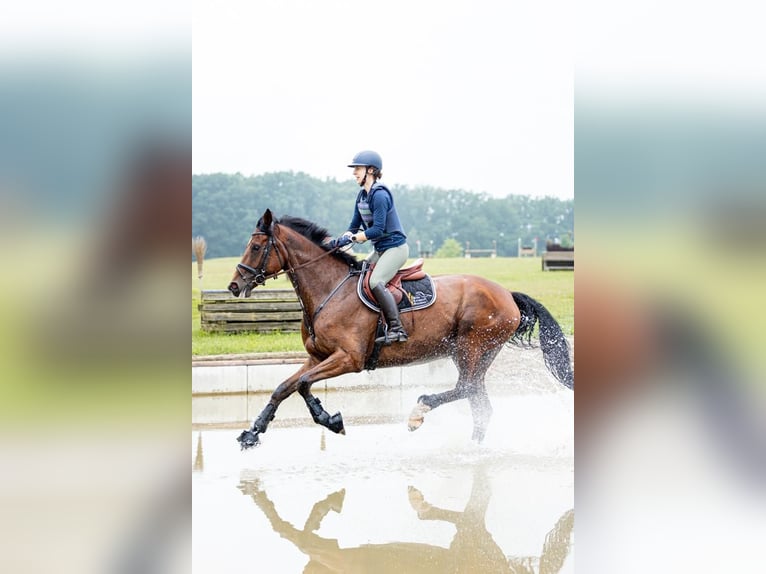Hanoverian Stallion  Chestnut-Red in Blender