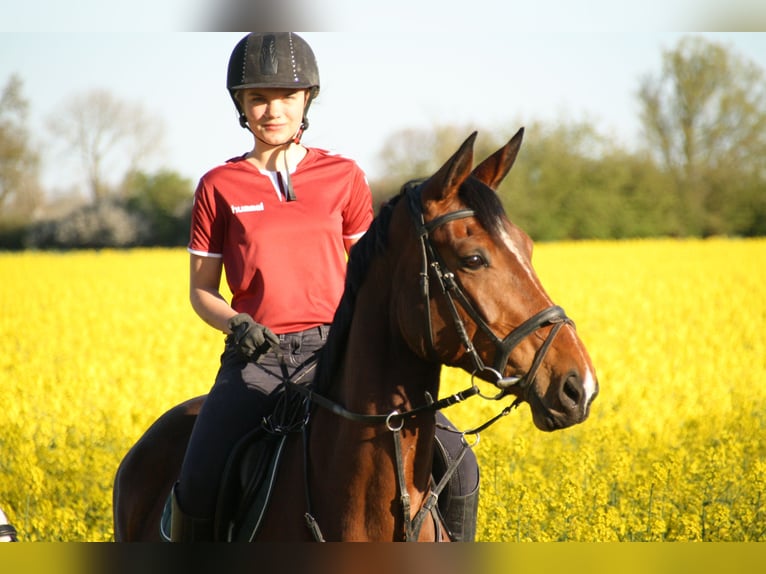 Hanoverian Stallion  Chestnut-Red in Blender