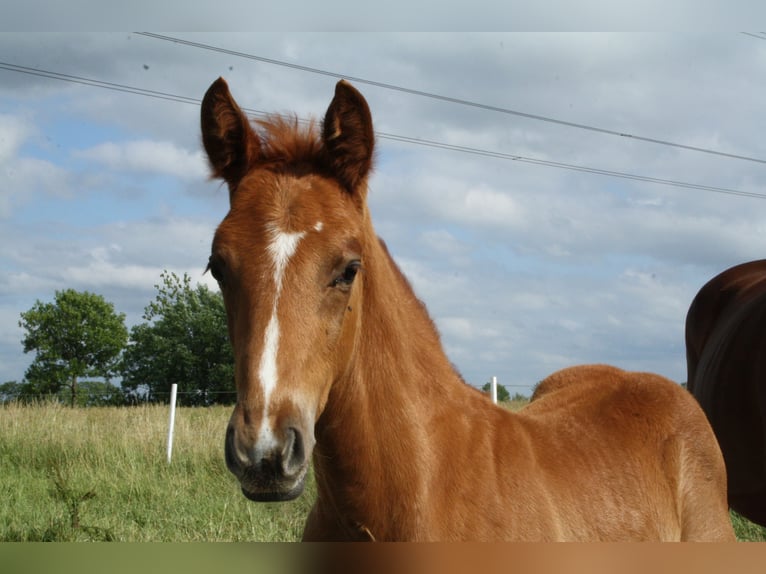 Hanoverian Stallion  Chestnut-Red in Blender
